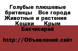 Голубые плюшевые британцы - Все города Животные и растения » Кошки   . Крым,Бахчисарай